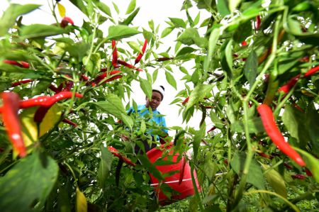 (miniature) Une agricultrice cueille des piments dans le village de Daxin du district de Longli