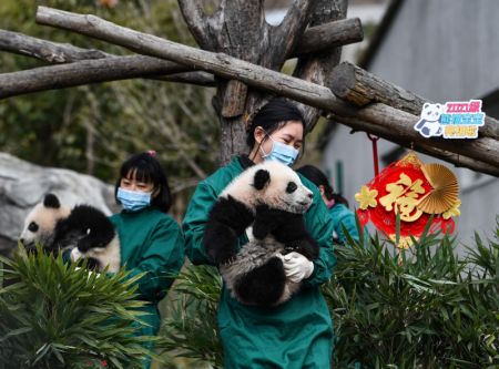 (miniature) Des membres du personnel tiennent des bébés pandas géants lors d'un événement d'apparition de groupe dans la base de Shenshuping du Centre de protection et de recherche des pandas géants de Chine à Wolong