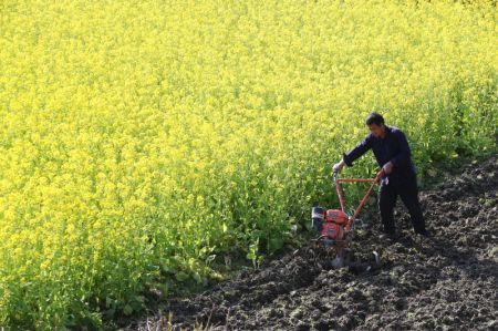 (miniature) Un villageois travaille dans les champs au début du printemps dans le village de Yingxin à Chongqing