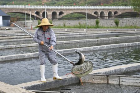 (miniature) Photo d'une base d'élevage de saumons dans le village de Zhangfeng à Jincheng