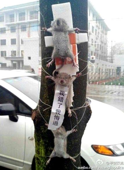 (miniature) Insolite : 3 souris ligotées publiquement à un arbre pour avoir volé des légumes