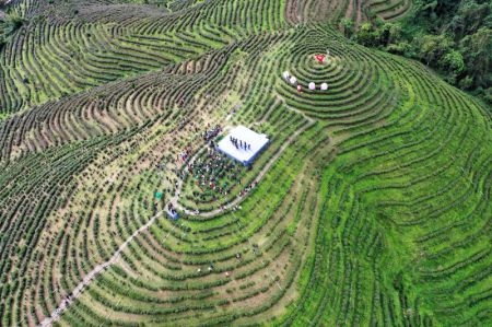 (miniature) Photo aérienne prise par un drone montrant un jardin de thé à Wuzhishan