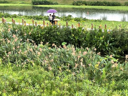 (miniature) Des touristes visitent le parc de la zone humide de la rivière Nakao à Nanning