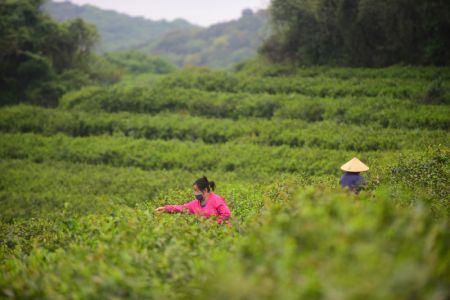 (miniature) Des agriculteurs cueillent des feuilles de th&eacute; dans l'arrondissement de Binhu &agrave; Wuxi