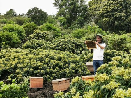 (miniature) Un apiculteur examine une ruche au milieu de fleurs de litchi dans le bourg de Yongxing de la ville de Haikou