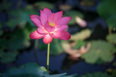 (miniature) Des fleur de lotus dans le site pittoresque du lac mince de l'Ouest à Yangzhou