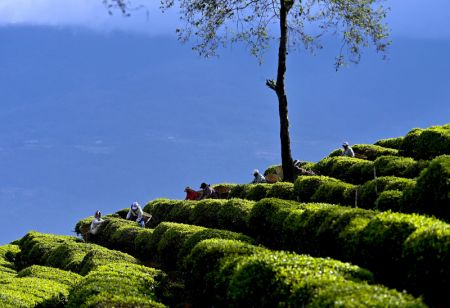 (miniature) Des villageois cueillent des feuilles de thé dans le district autonome Yi de Nanjian