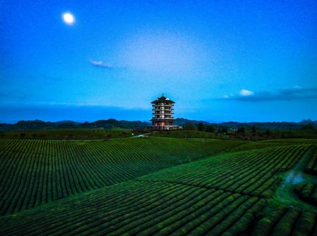 (miniature) Des plantations de thé dans le district de Meitan