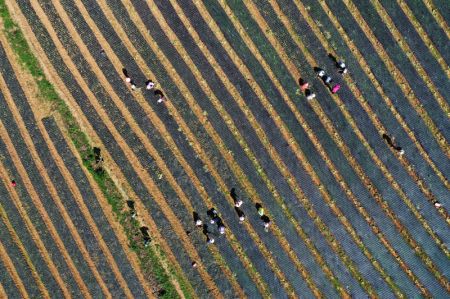 (miniature) Photo aérienne de champs de légumes dans le district autonome Yi