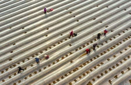 (miniature) Une photo a&eacute;rienne prise le 18 avril 2020 montre des agriculteurs qui travaillent dans un champs dans l'arrondissement de Luancheng &agrave; Shijiazhuang