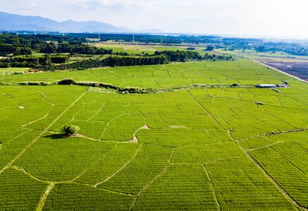(miniature) Photo aérienne d'un champ de production de semences dans la ville de Dongfang