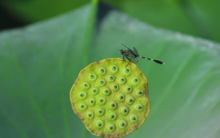 (miniature) Une libellule sur le faux-fruit d'un lotus dans un étang à Changning