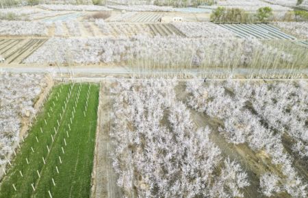(miniature) Photo aérienne de fleurs d'abricotiers dans le district de Toksun