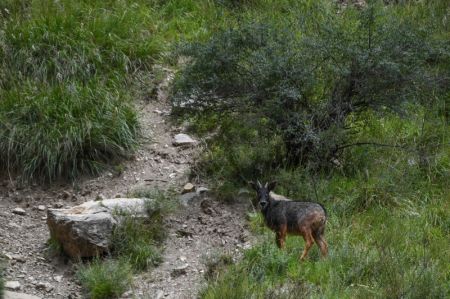 (miniature) Un caprin chinois dans une ferme forestière dans le bourg de Baizha du district de Nangqian