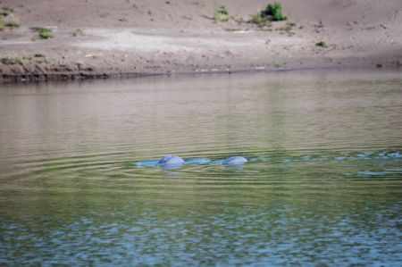 (miniature) Des marsouins aptères du Yangtsé relâchés nagent dans le fleuve Yangtsé