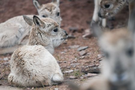(miniature) Photo des b&eacute;b&eacute;s antilopes tib&eacute;taines &agrave; la station de protection du lac Zonag &agrave; Hoh Xil