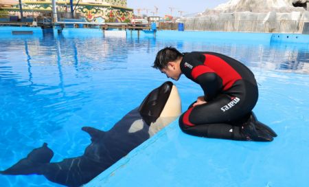 (miniature) Un employé joue avec une jeune orque dans le Parc océanique de Haichang