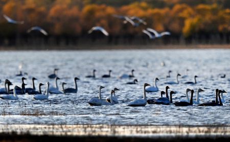 (miniature) Des cygnes dans la zone humide du réservoir de Hekou