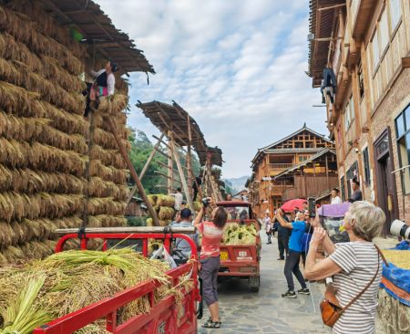 (miniature) Des touristes prennent en photos des villageois suspendant des épis de riz à des séchoirs en bois dans le village de Zhanli