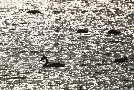 (miniature) Des cygnes dans le lac Shijiu