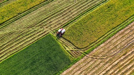 (miniature) Photo aérienne prise le 23 août montrant des agriculteurs opérant des moissonneuses pour récolter du riz dans le village de Zhangtang
