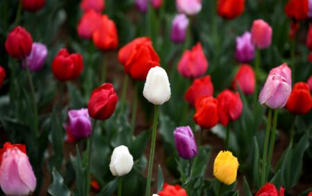 (miniature) Des tulipes au Jardin botanique de Xi'an