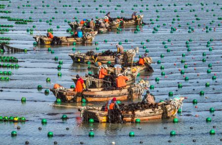 (miniature) Photo a&eacute;rienne des p&ecirc;cheurs r&eacute;coltant du varech &agrave; Rongcheng