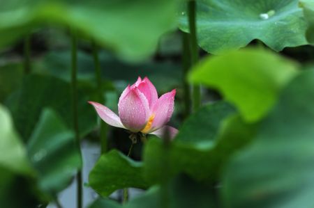(miniature) Une fleur de lotus dans le bourg de Longquan