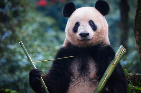 (miniature) Le panda géant Xiang Xiang mange du bambou frais dans la Base des pandas géants de Bifengxia