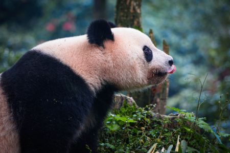 (miniature) Le panda géant Xiang Xiang dans la Base des pandas géants de Bifengxia