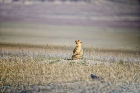 (miniature) Cette photo montre une marmotte de l'Himalaya dans la Réserve naturelle nationale des monts Altun