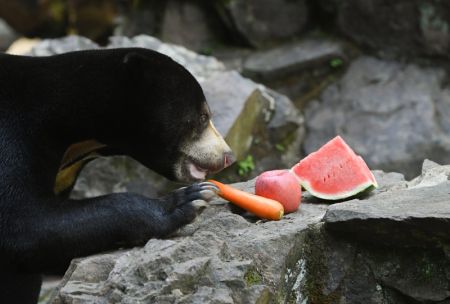 (miniature) Un ours malais mange une carotte au zoo de Hangzhou