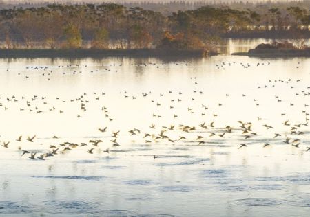 (miniature) Des oiseaux migrateurs dans le parc national de zones humides de Lixiahe