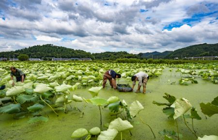 (miniature) Des agriculteurs travaillent dans un champ de lotus du bourg de Jiulongshan