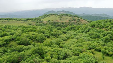 (miniature) Photo a&eacute;rienne d'une ferme foresti&egrave;re de la montagne Guanshan dans le district autonome Hui de Zhangjiachuan &agrave; Tianshui