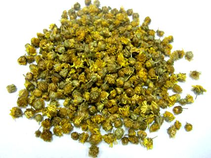 (miniature) Chrysanthème des Indes