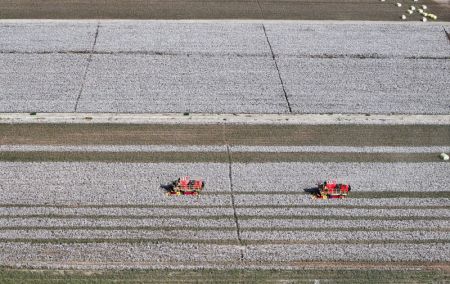 (miniature) Photo aérienne d'agriculteurs récoltant le coton à Korla