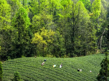 (miniature) Des agriculteurs cueillent des feuilles de th&eacute; dans une plantation de th&eacute; dans le district de Meitan