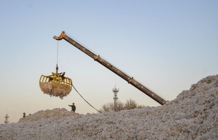 (miniature) Des ouvriers trient le coton fraichement récolté dans une usine d'égrenage du coton à Shawan