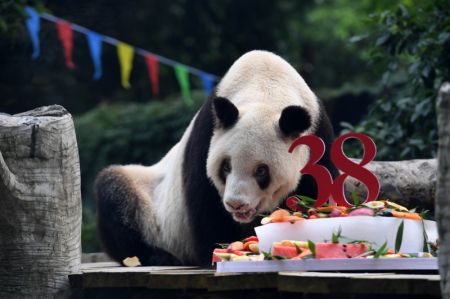 (miniature) Le panda géant Xinxing mange son gâteau d'anniversaire spécial au zoo de Chongqing