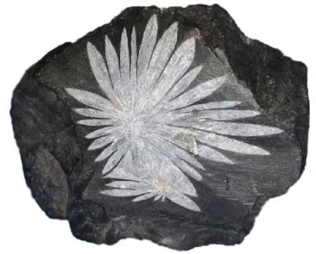 (miniature) Xénotime ou pierre chrysanthème