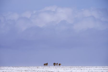 (miniature) Un troupeau d'antilopes tibétaines se dirige vers le lac Zonag