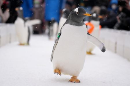 (miniature) Les pingouins du Polarpark d'Harbin à Harbin