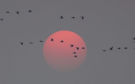 (miniature) Des oiseaux migrateurs volant dans la lueur du soleil couchant dans la zone de conservation de la grue blanche de Wuxing au bord du lac Poyang à Nanchang