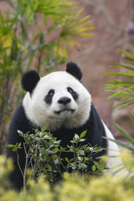 (miniature) Le panda géant Qiao Yue au parc animalier Locajoy