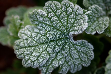 (miniature) Des plantes recouvertes de givre dans le district de Gaoqing