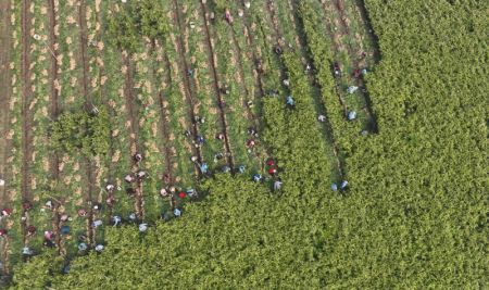 (miniature) Des agriculteurs récoltent du gingembre frais au village de Zhongjia