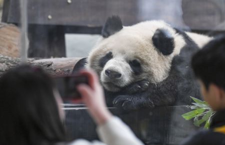 (miniature) Le panda géant Qing Hua vu au parc d'attraction animalier Locajoy dans l'arrondissement de Yongchuan de la municipalité de Chongqing (sud-ouest de la Chine)