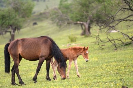 (miniature) Des chevaux paissent dans la prairie d'une ferme foresti&egrave;re de la montagne Guanshan dans le district autonome Hui de Zhangjiachuan &agrave; Tianshui