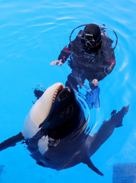 (miniature) Un employé joue avec une jeune orque dans le Parc océanique de Haichang